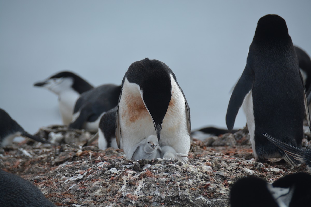 Chinstrap Penguin - ML647226874