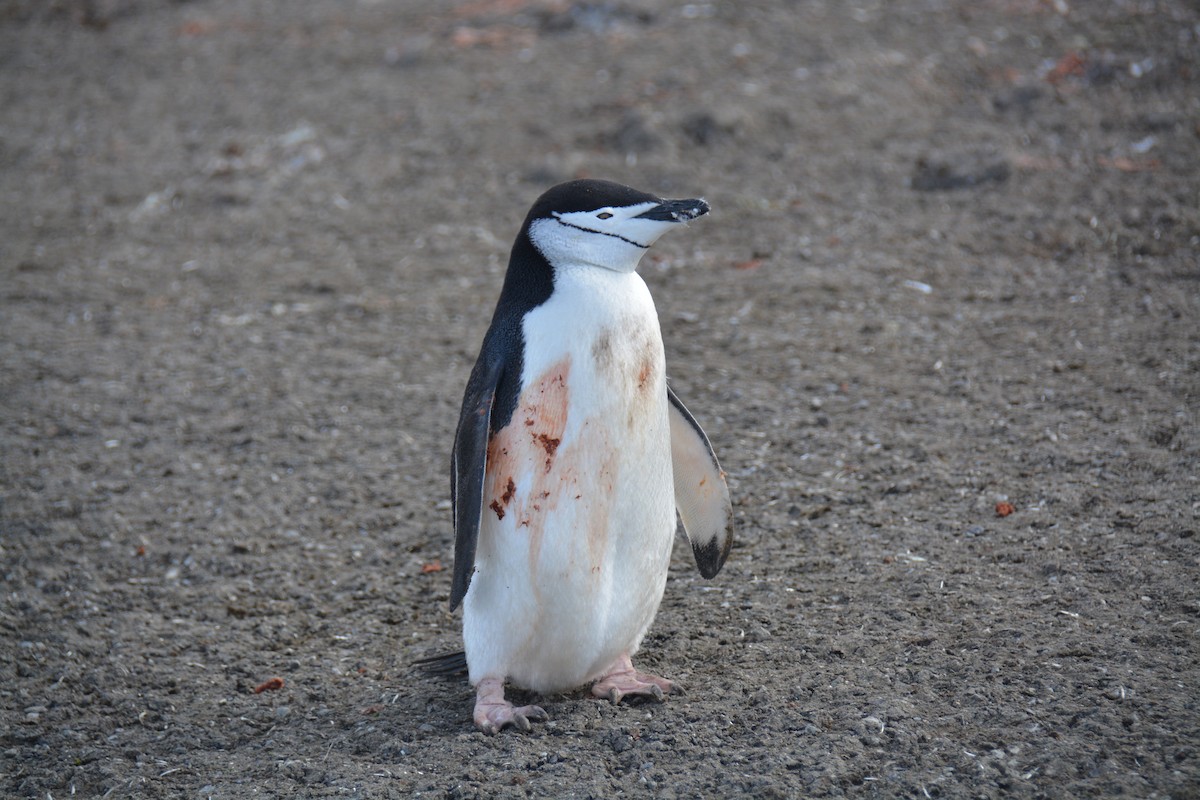 Chinstrap Penguin - ML647226875