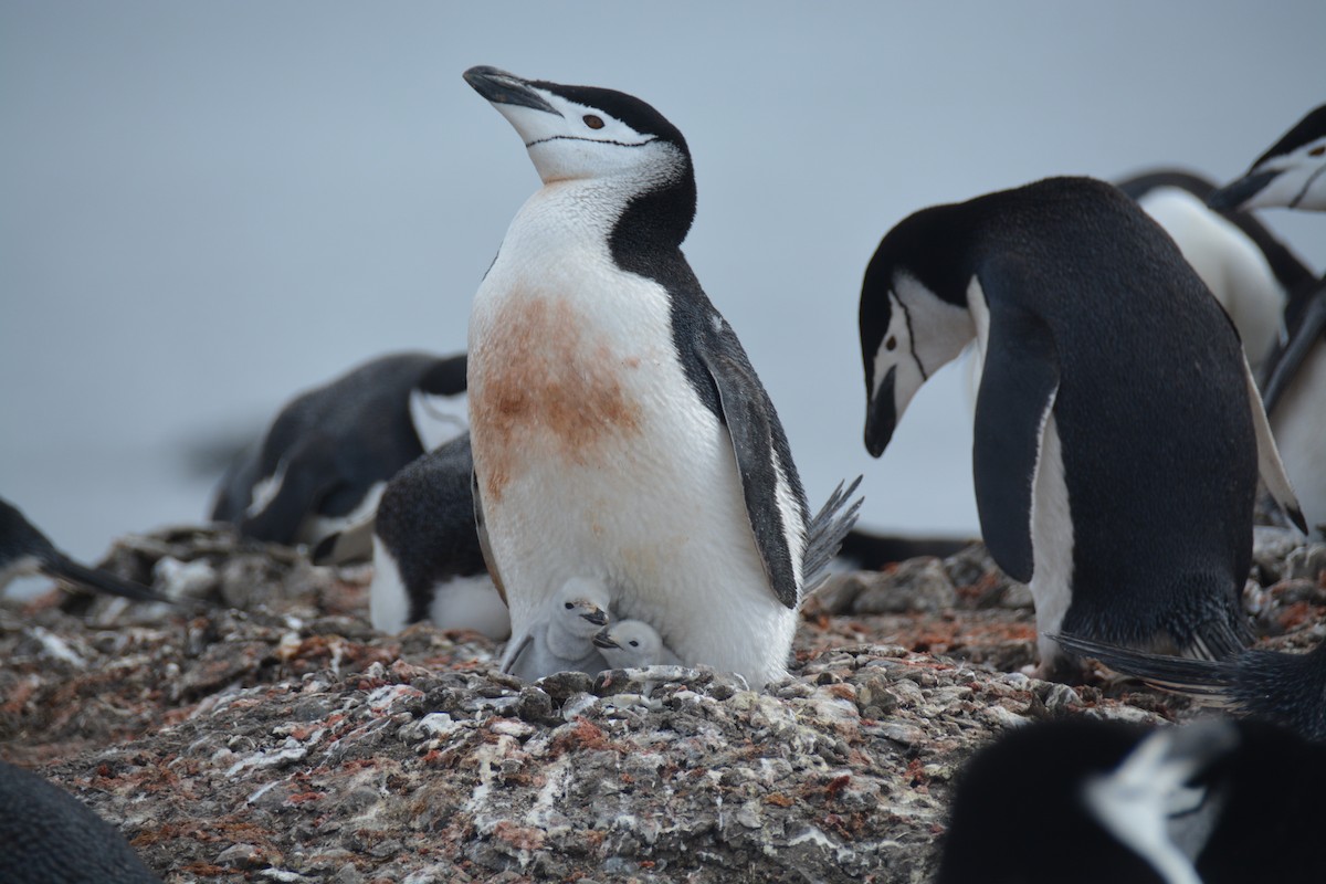 Chinstrap Penguin - ML647226876