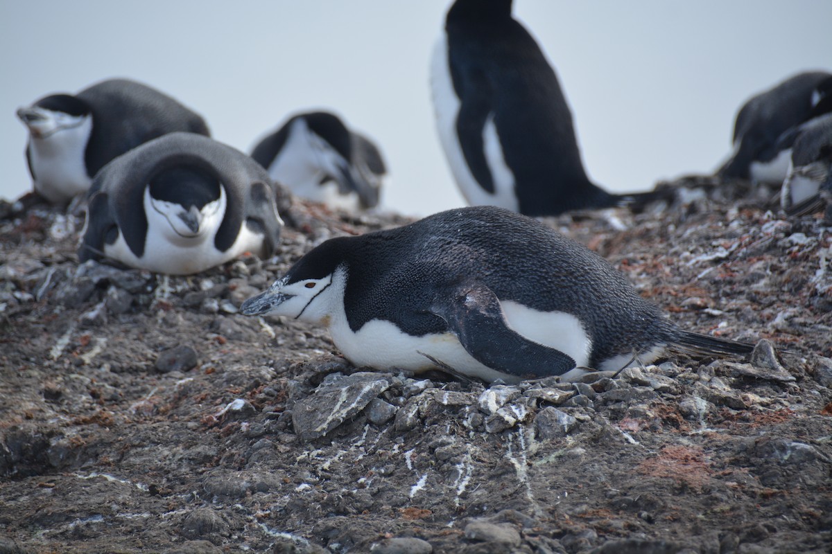 Chinstrap Penguin - ML647226877