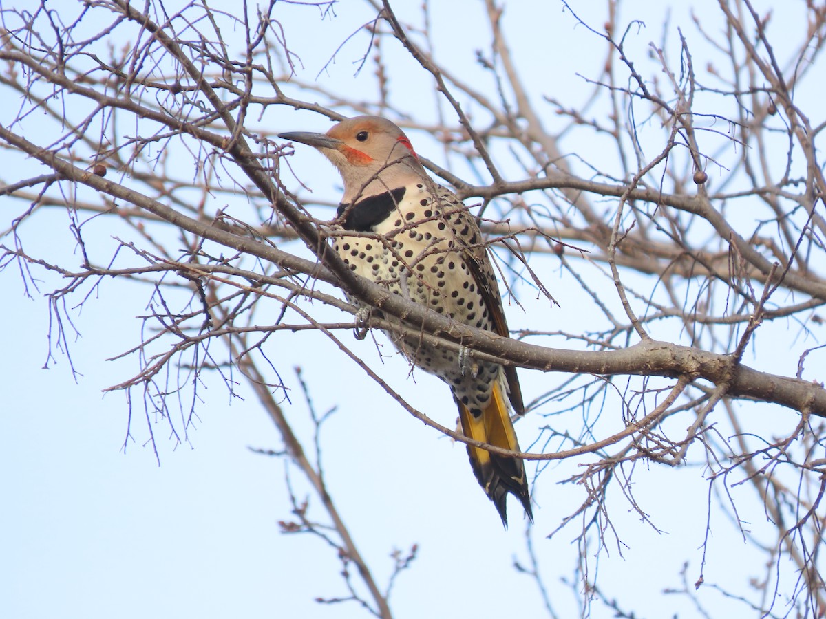 Northern Flicker - ML647226895