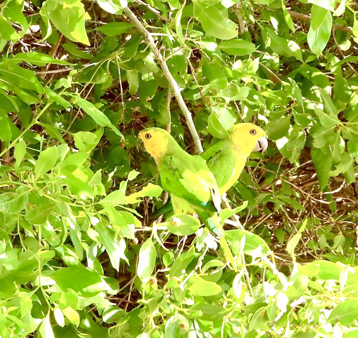 Brown-throated Parakeet - ML647226906