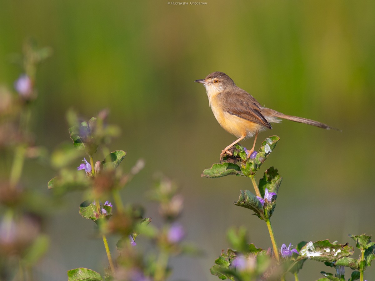 Prinia Sencilla - ML647226920