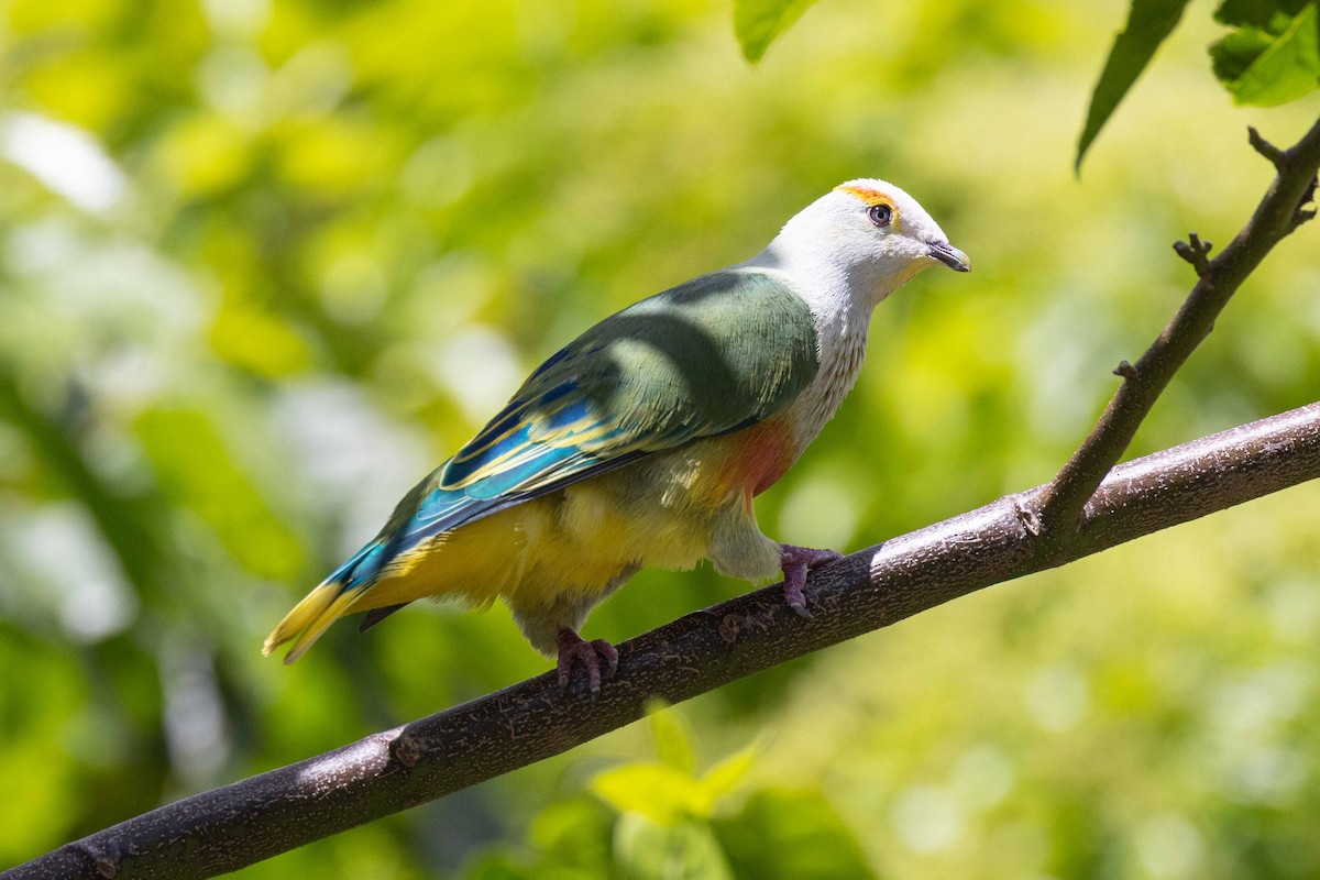 hvitkronefruktdue - ML647226926