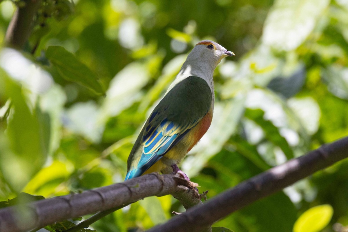 hvitkronefruktdue - ML647226927