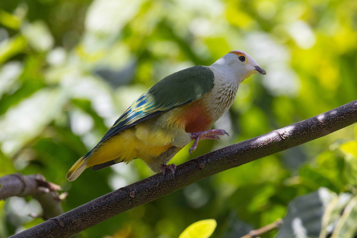 hvitkronefruktdue - ML647226928