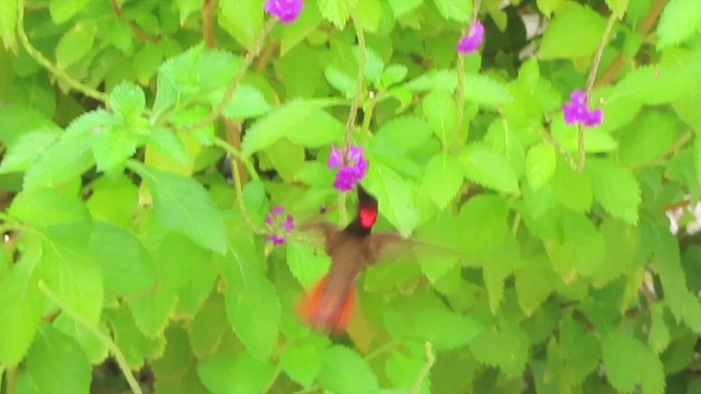 Ruby-topaz Hummingbird - ML647226930