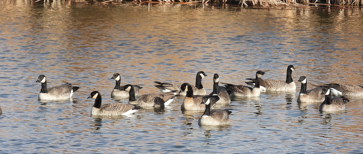 Cackling Goose - ML647226933