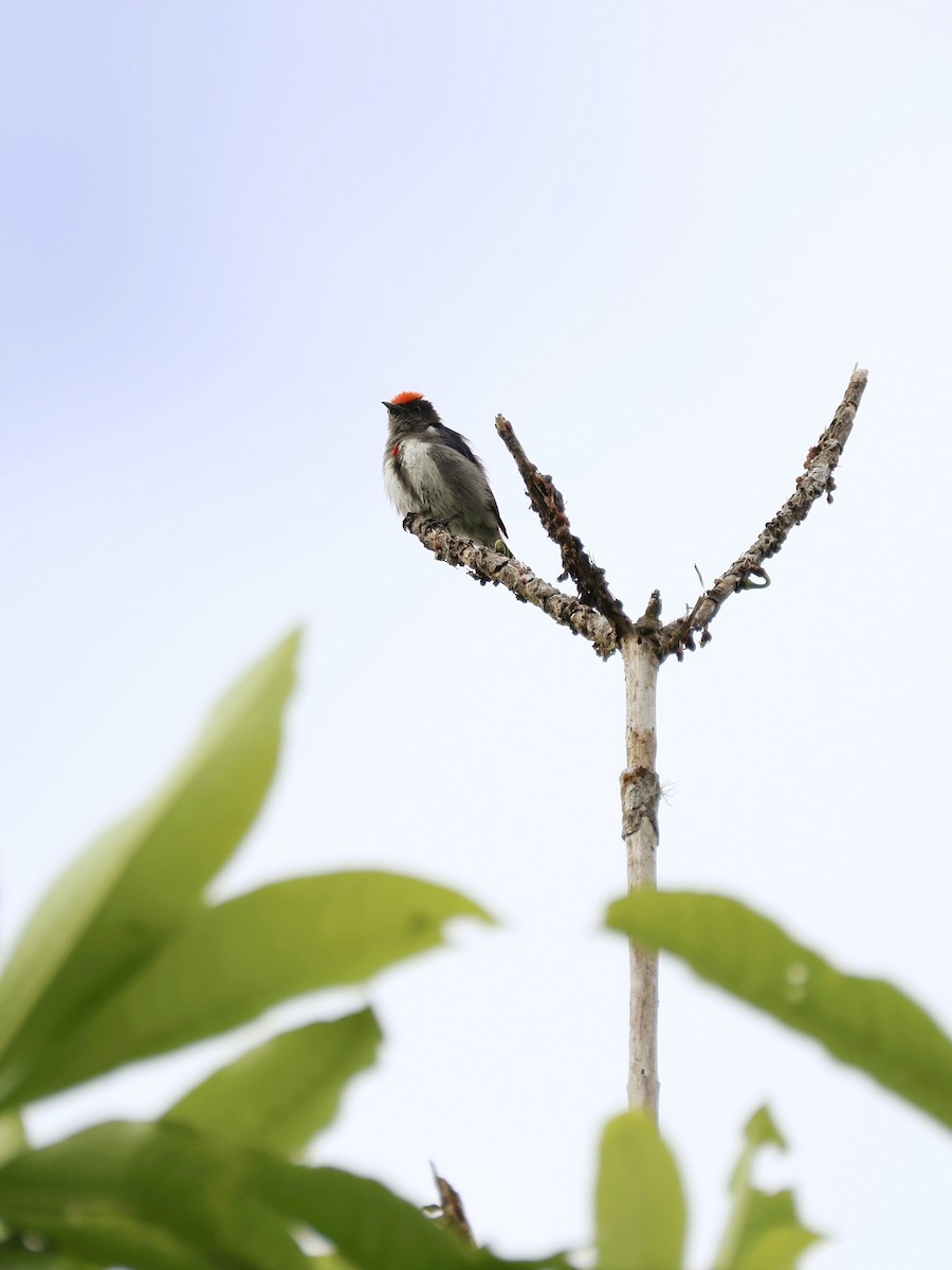 Crimson-crowned Flowerpecker - ML647226935