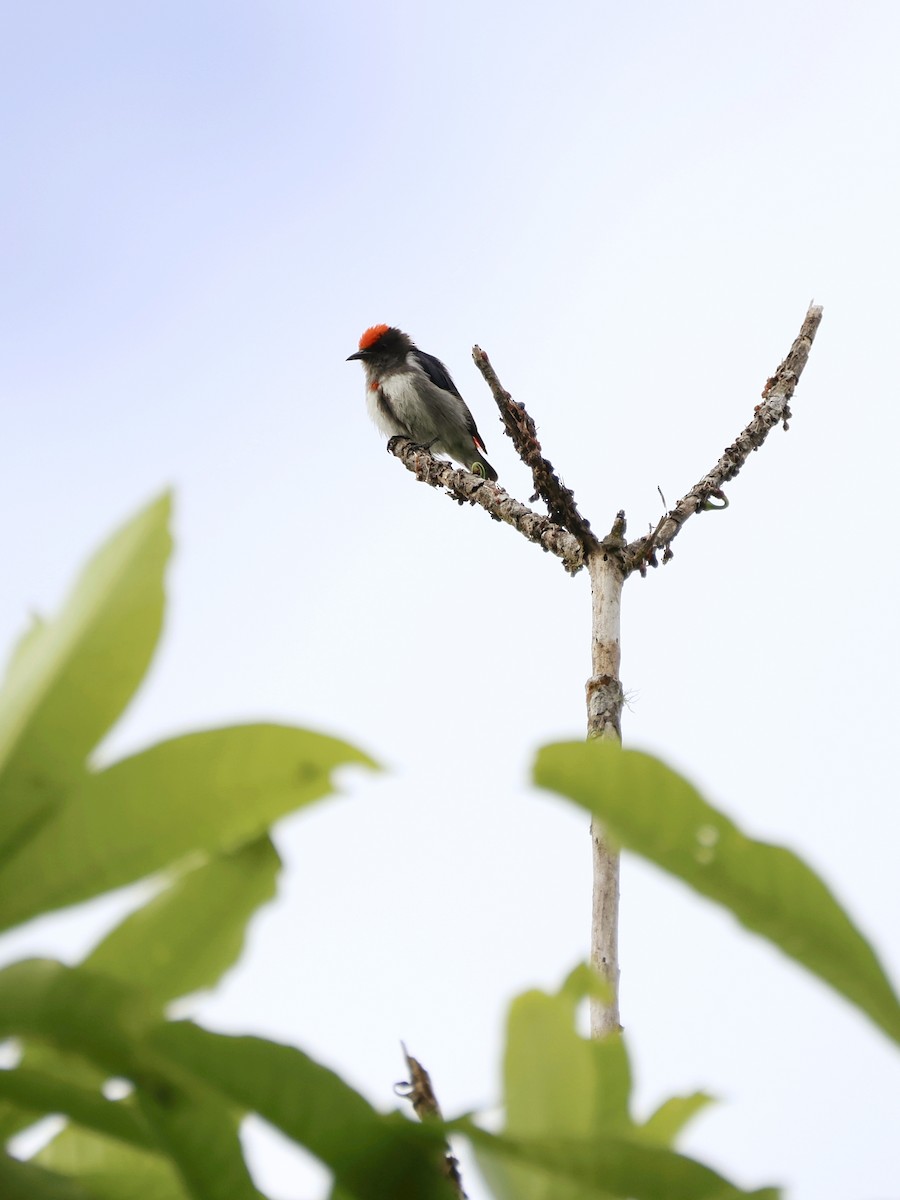 Crimson-crowned Flowerpecker - ML647226936