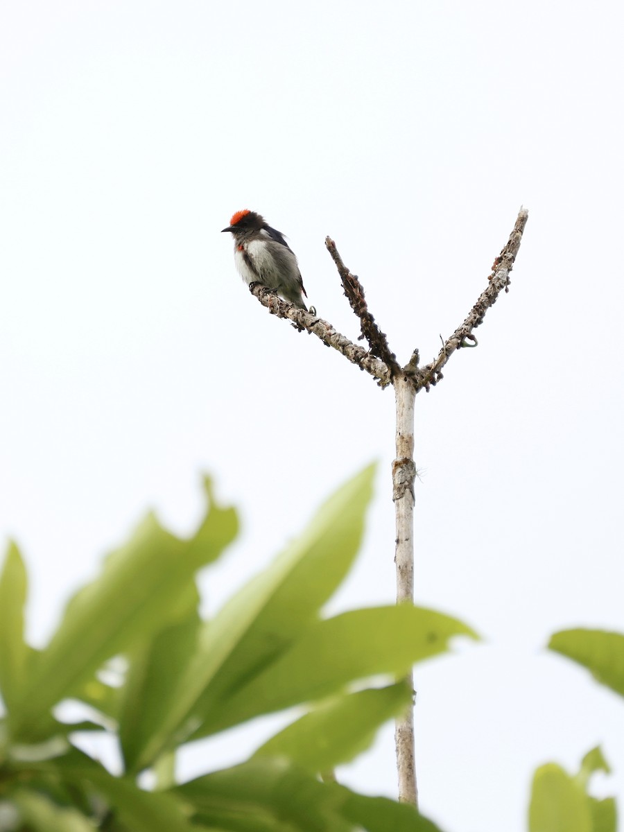 Crimson-crowned Flowerpecker - ML647226938