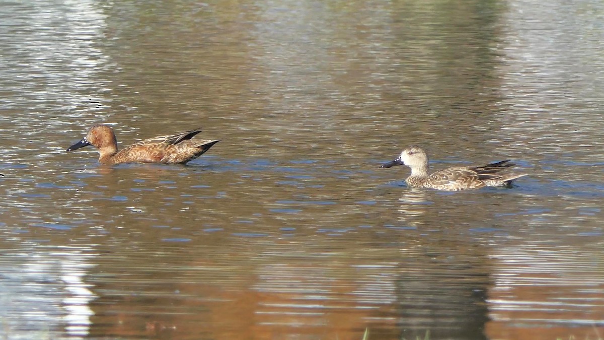 Cinnamon Teal - ML647226942