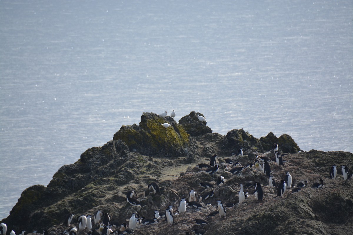 Snowy Sheathbill - ML647226949