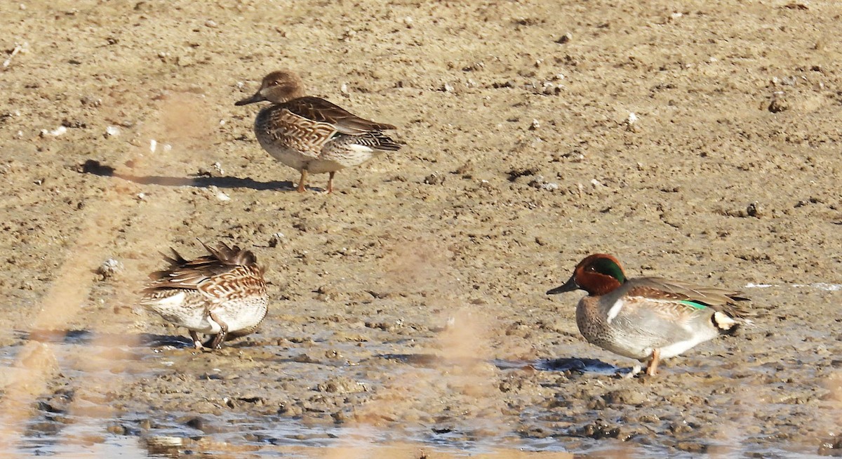 Green-winged Teal - ML647226952