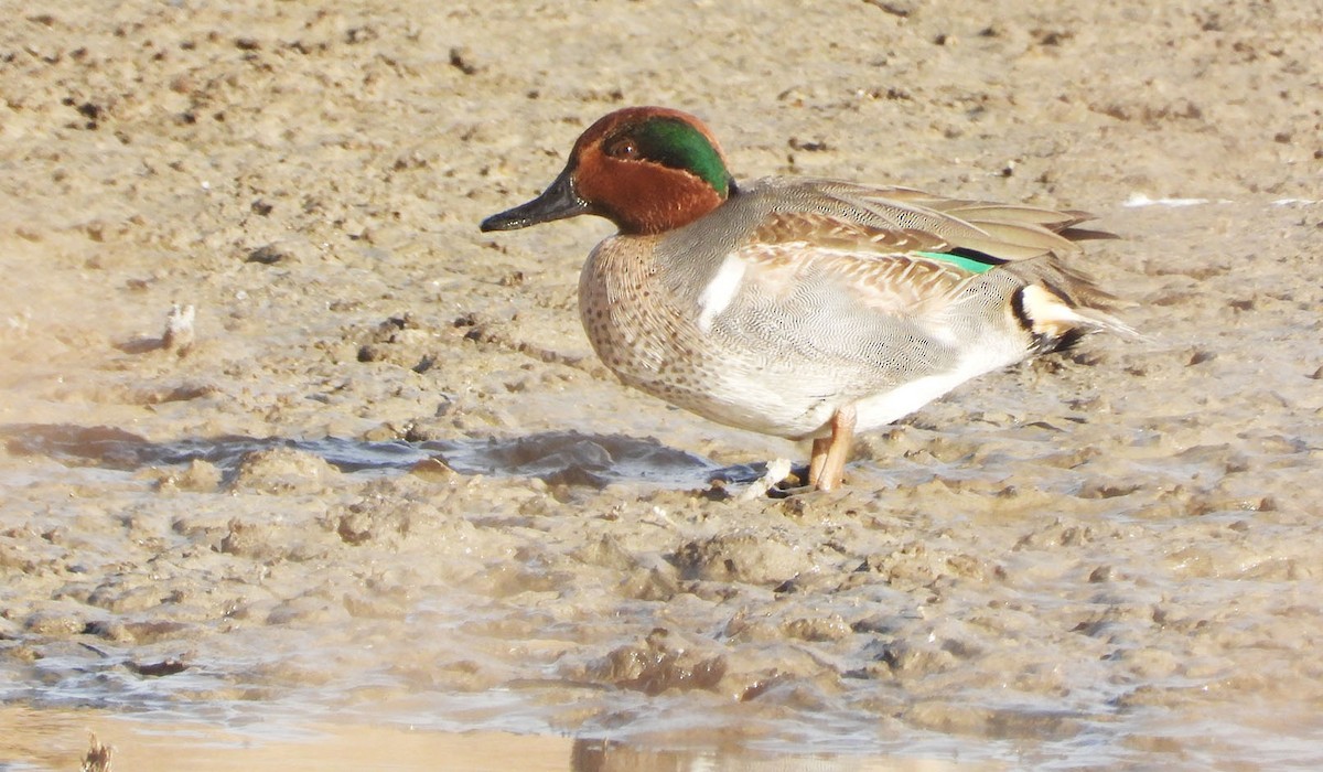 Green-winged Teal - ML647226958