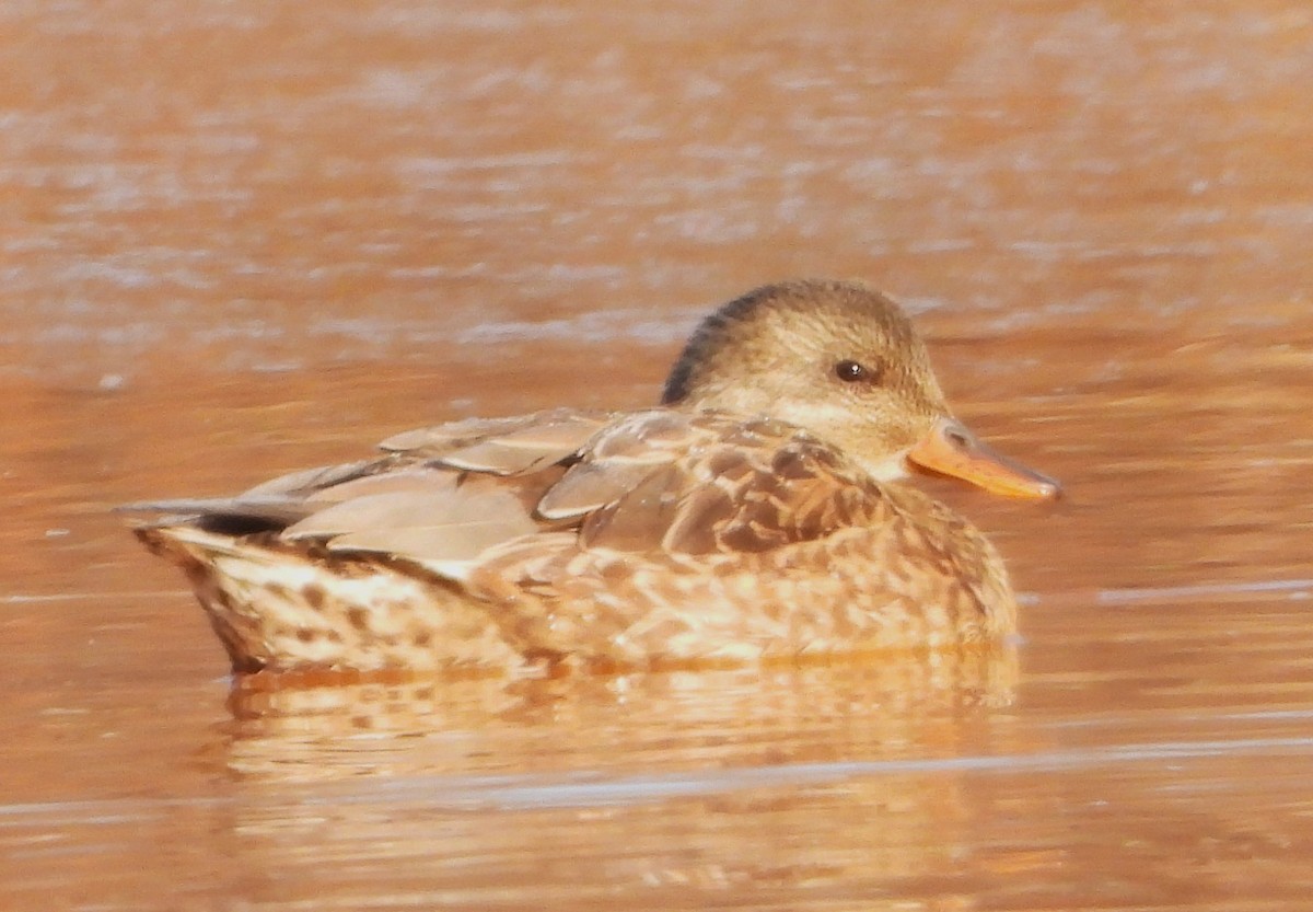 Gadwall - ML647226967