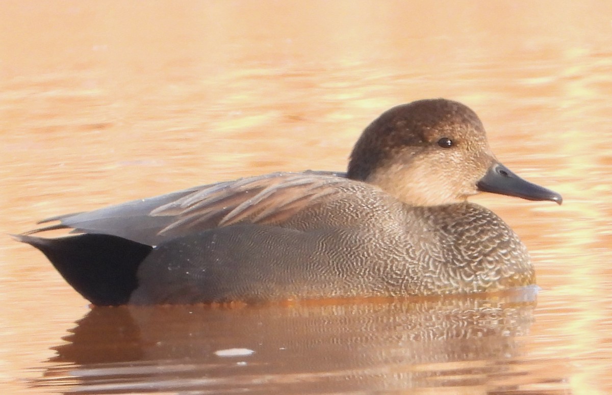Gadwall - ML647226968