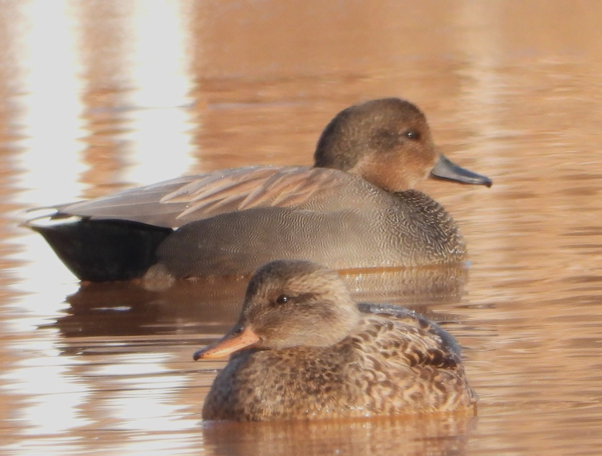 Gadwall - ML647226969