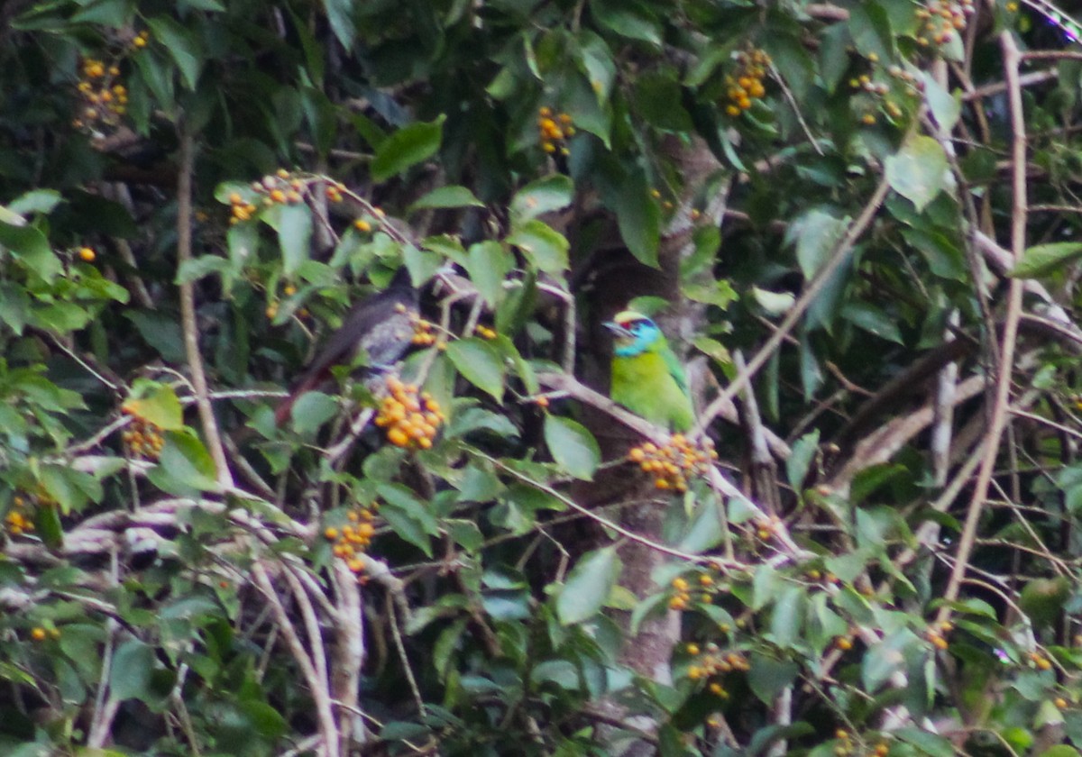 Indochinese Barbet - ML647226973