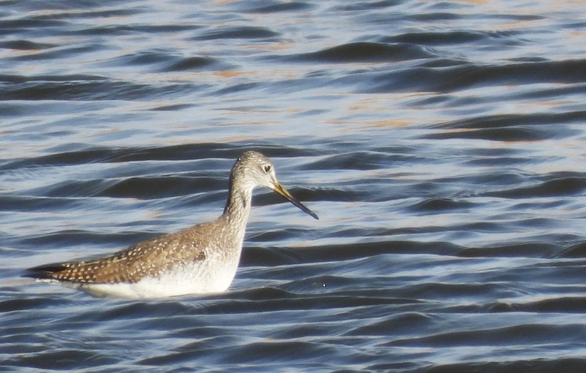 Greater Yellowlegs - ML647226974