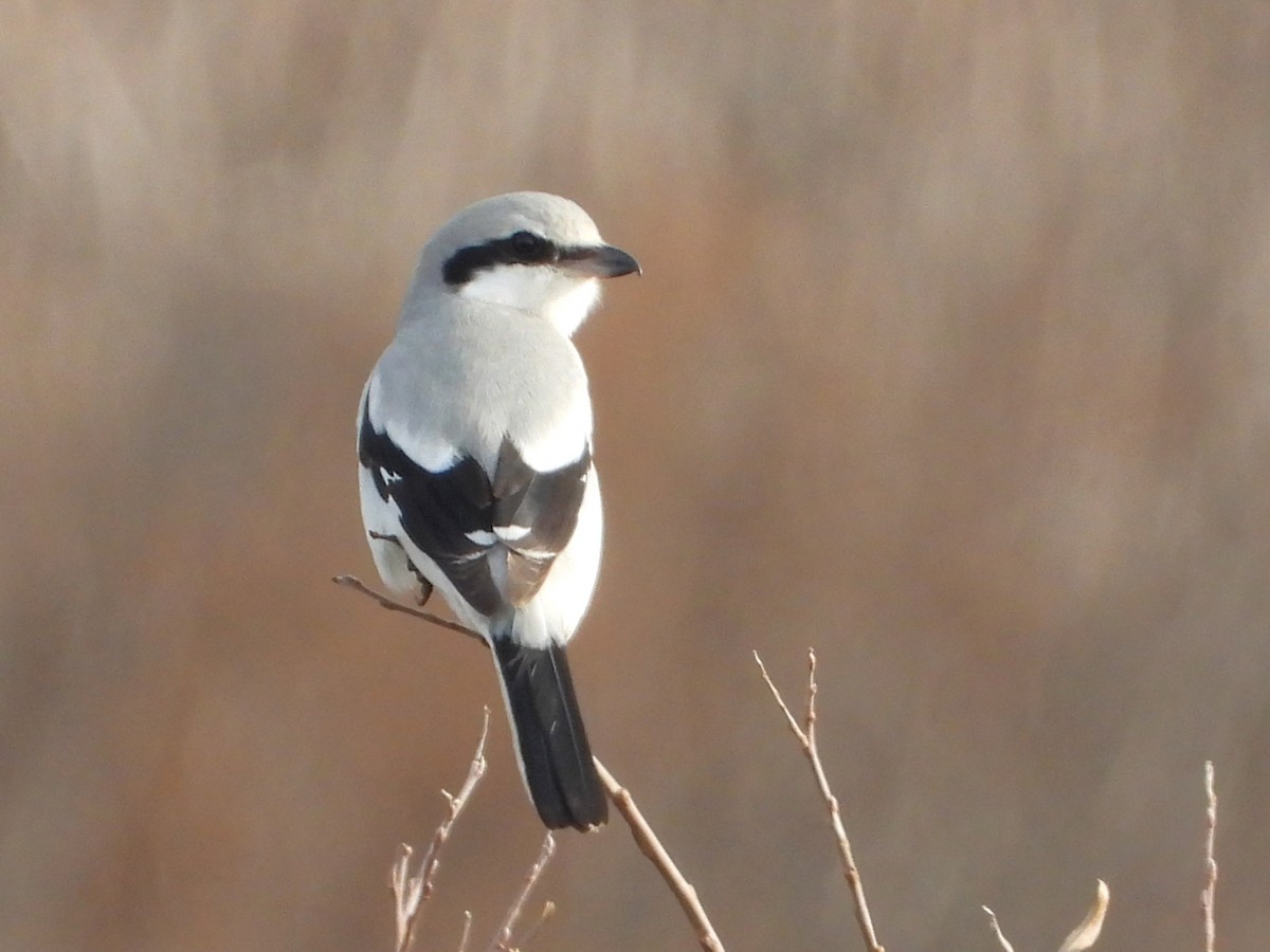 Great Gray Shrike - ML647226991