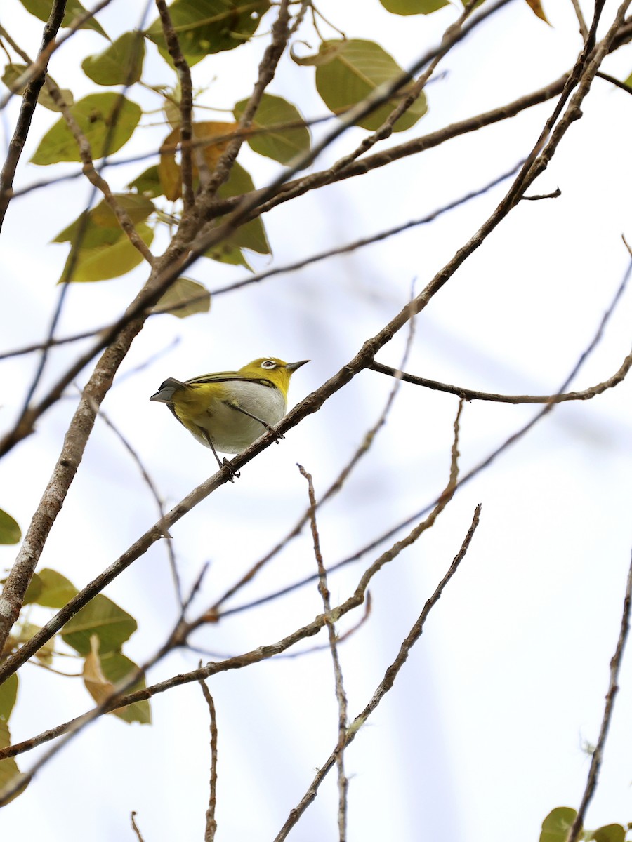 Warbling White-eye - ML647226997