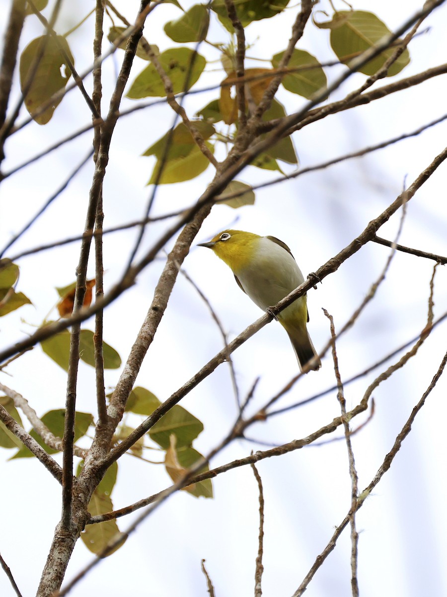 Warbling White-eye - ML647226998