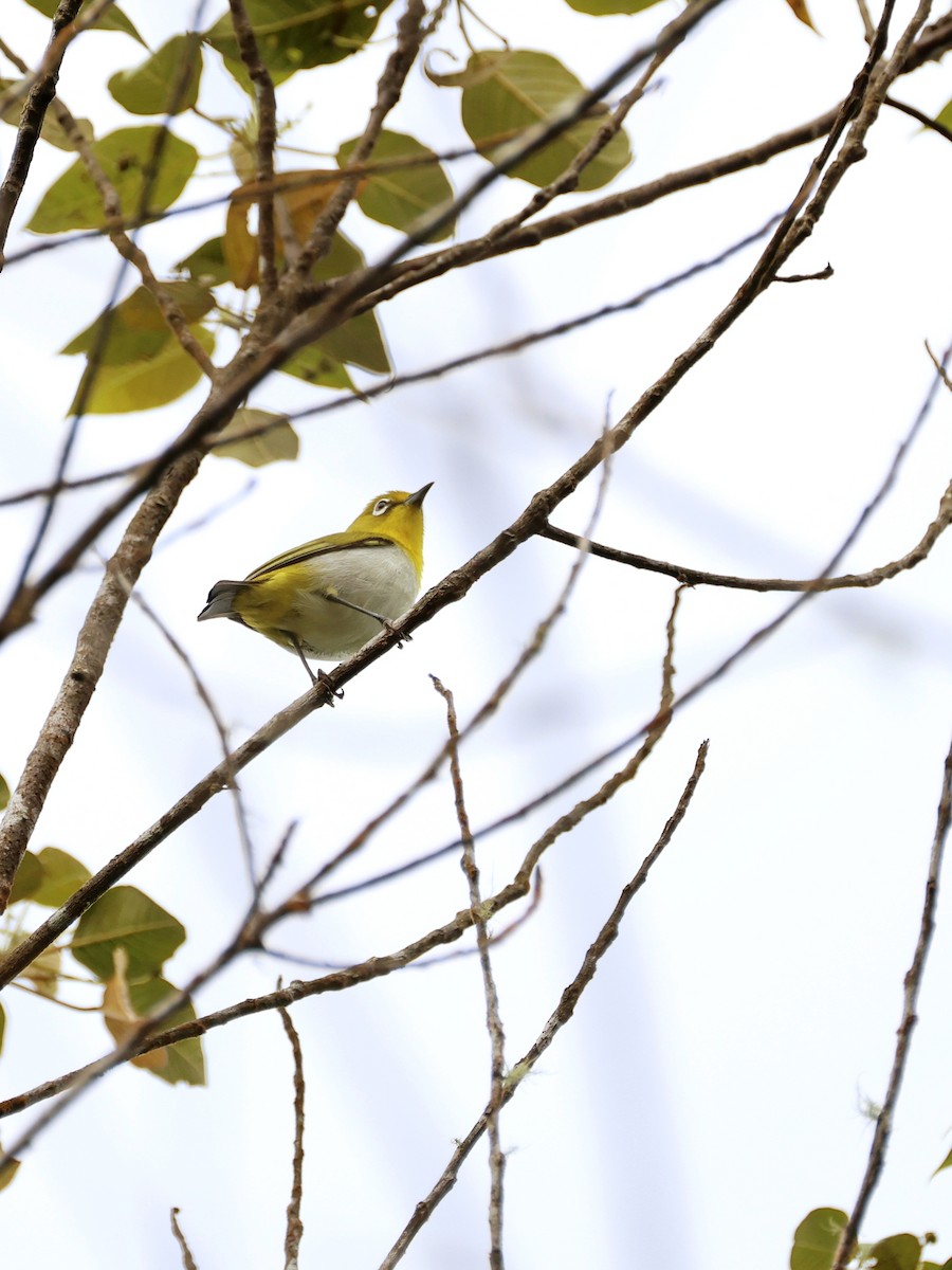 Warbling White-eye - ML647226999