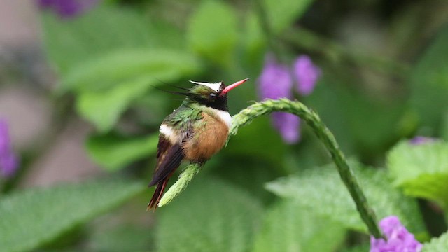 White-crested Coquette - ML647227001
