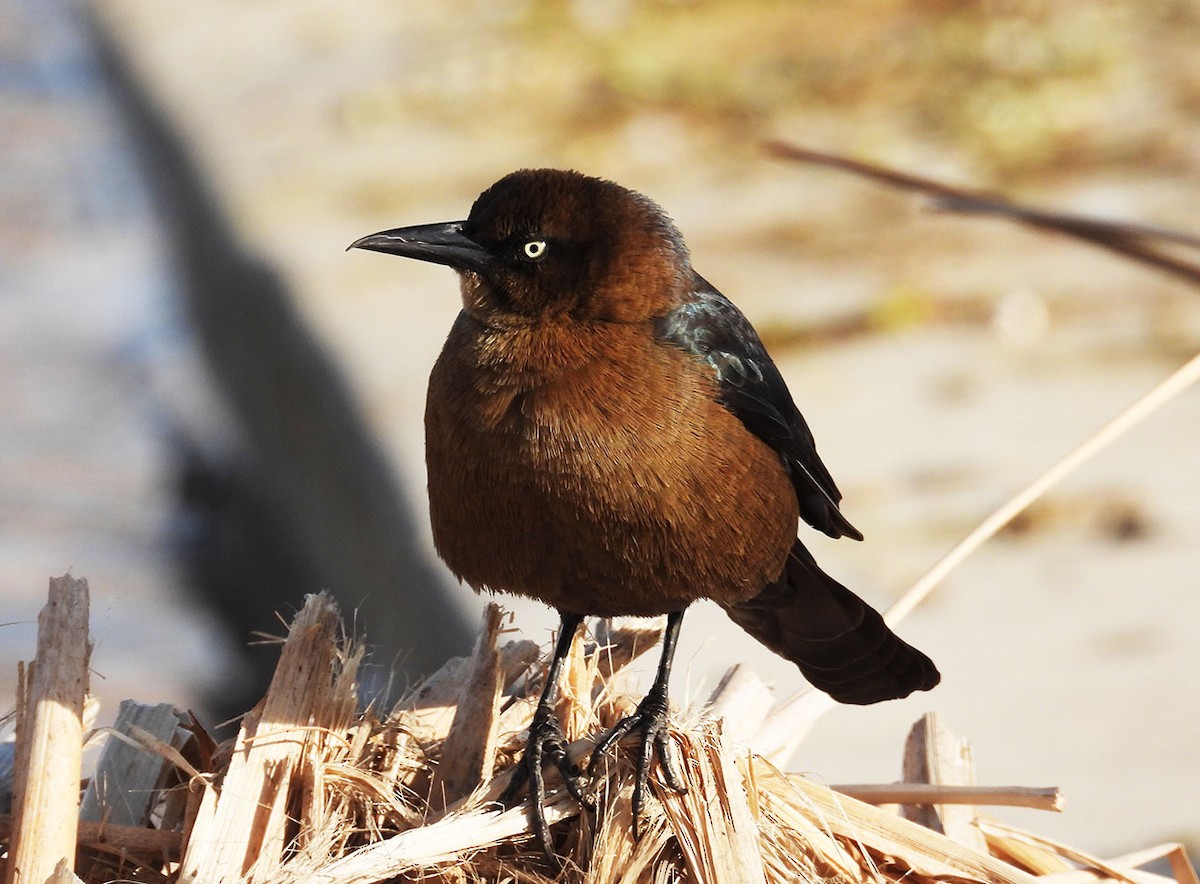 Great-tailed Grackle - ML647227006