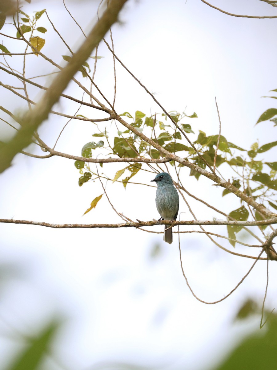 Turquoise Flycatcher - ML647227020
