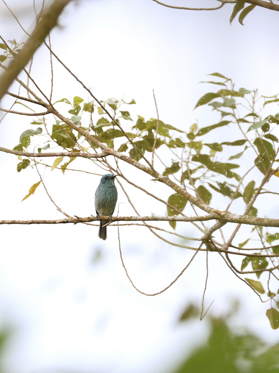 Turquoise Flycatcher - ML647227021