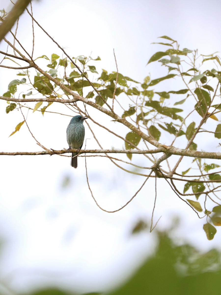 Turquoise Flycatcher - ML647227022