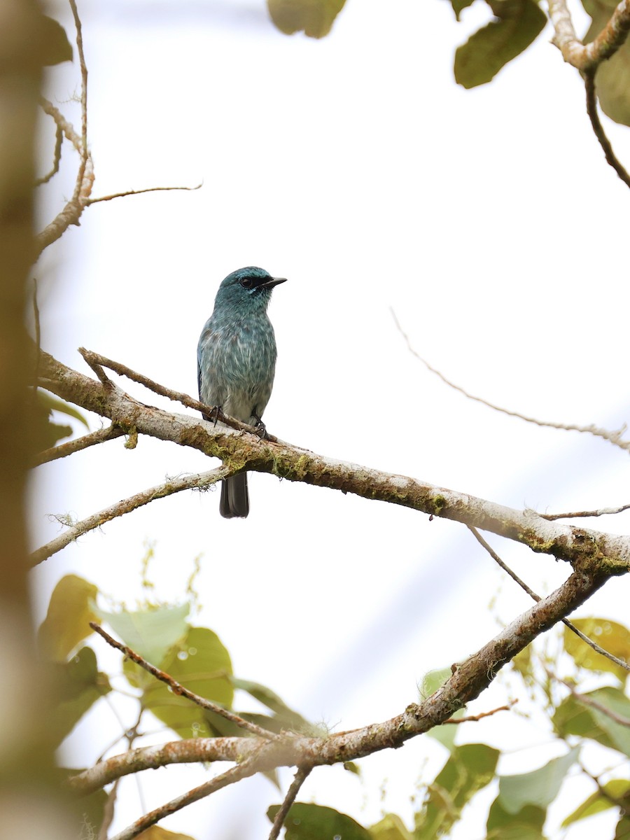 Turquoise Flycatcher - ML647227023