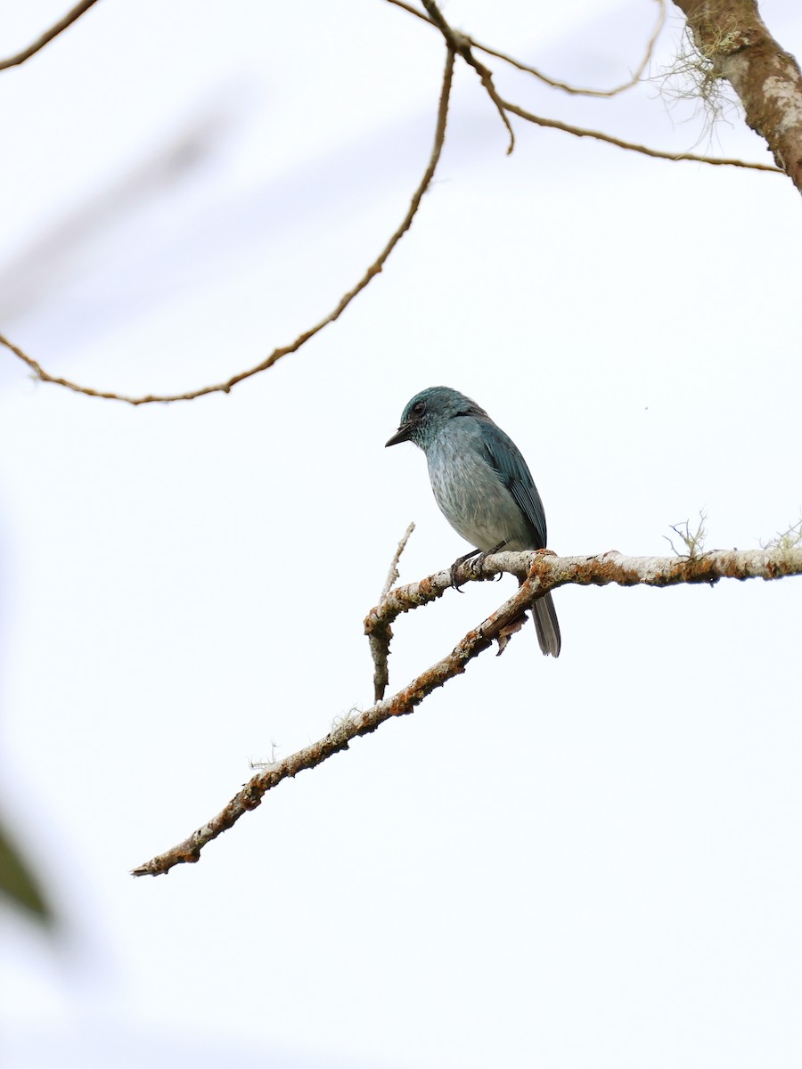 Turquoise Flycatcher - ML647227024
