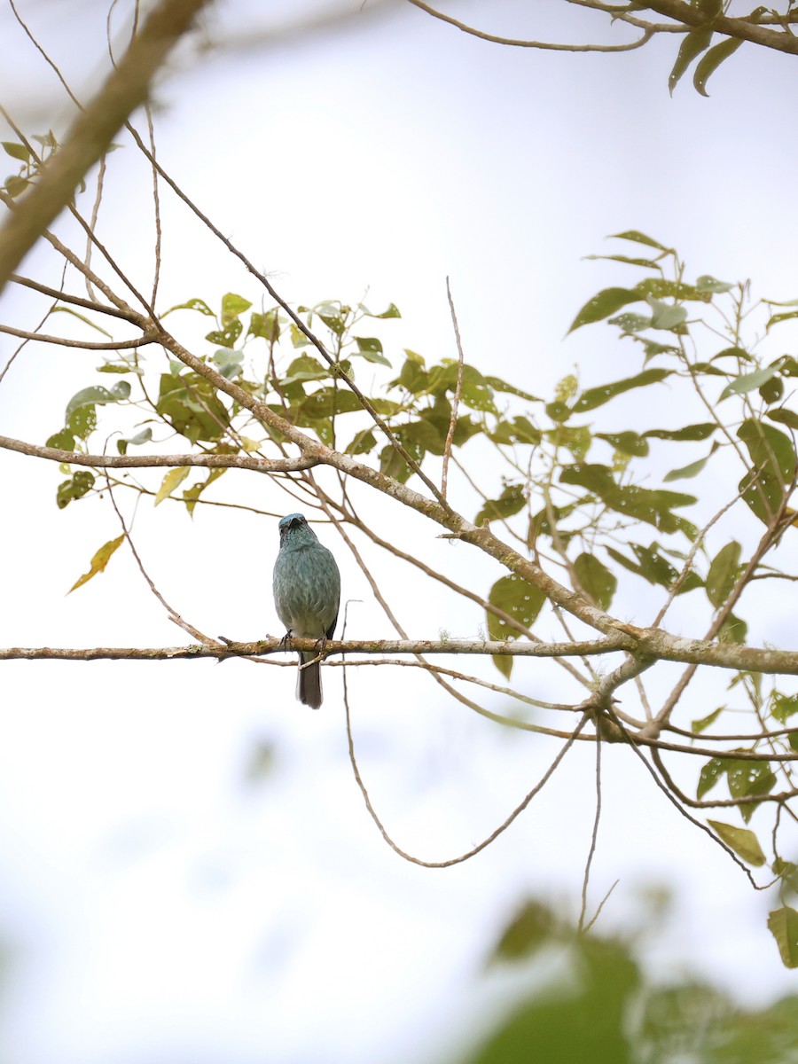 Turquoise Flycatcher - ML647227025