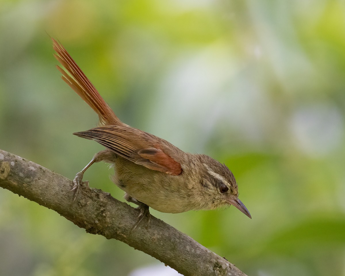 Olive Spinetail - ML647227031
