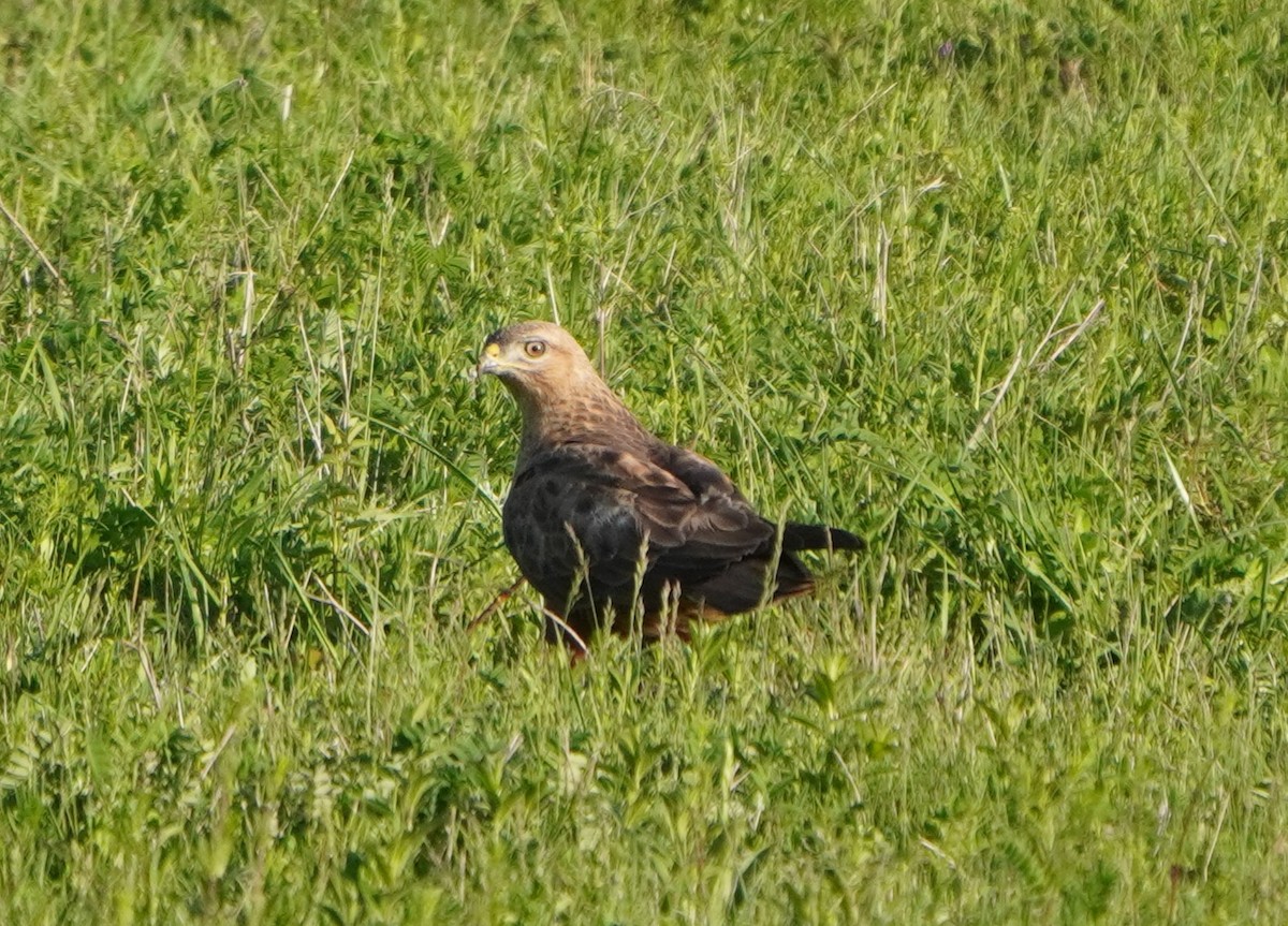 Busardo Moro - ML647227032