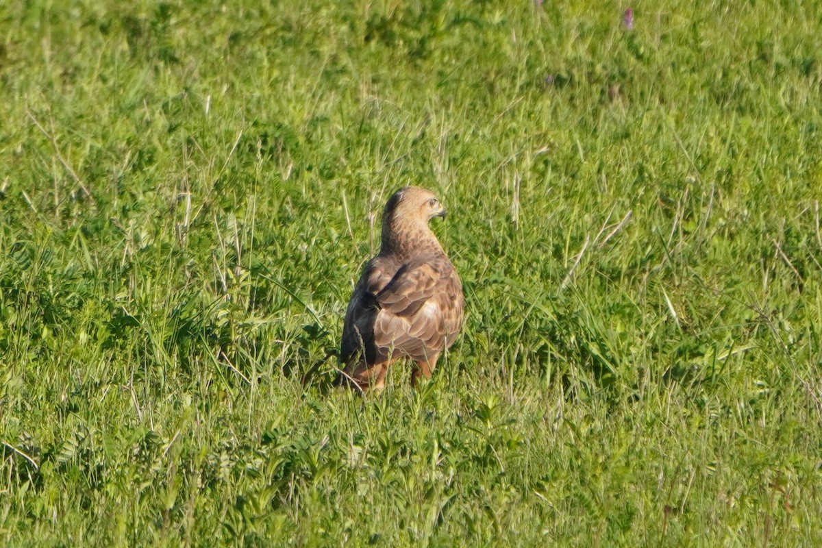 Busardo Moro - ML647227033