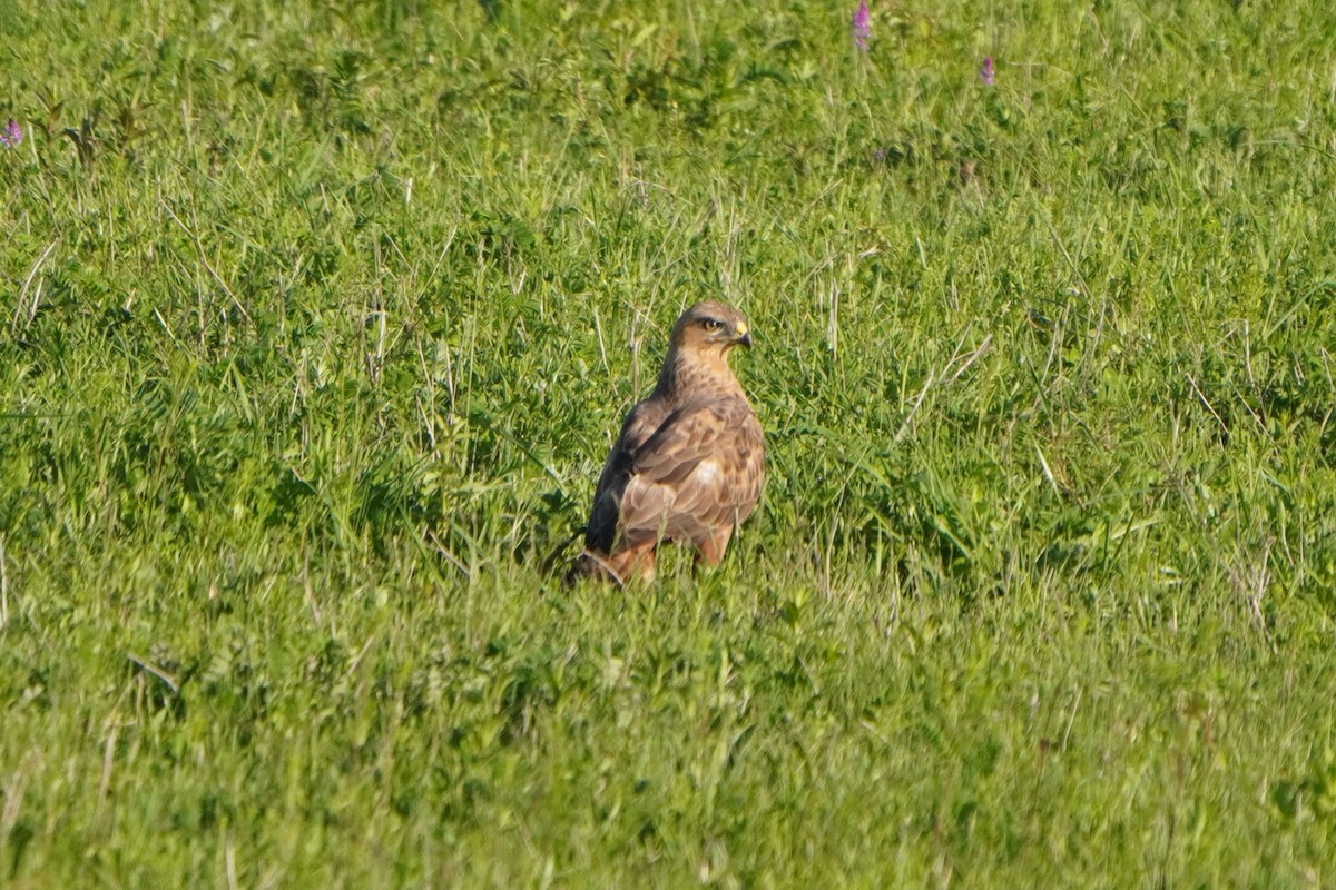 Busardo Moro - ML647227034