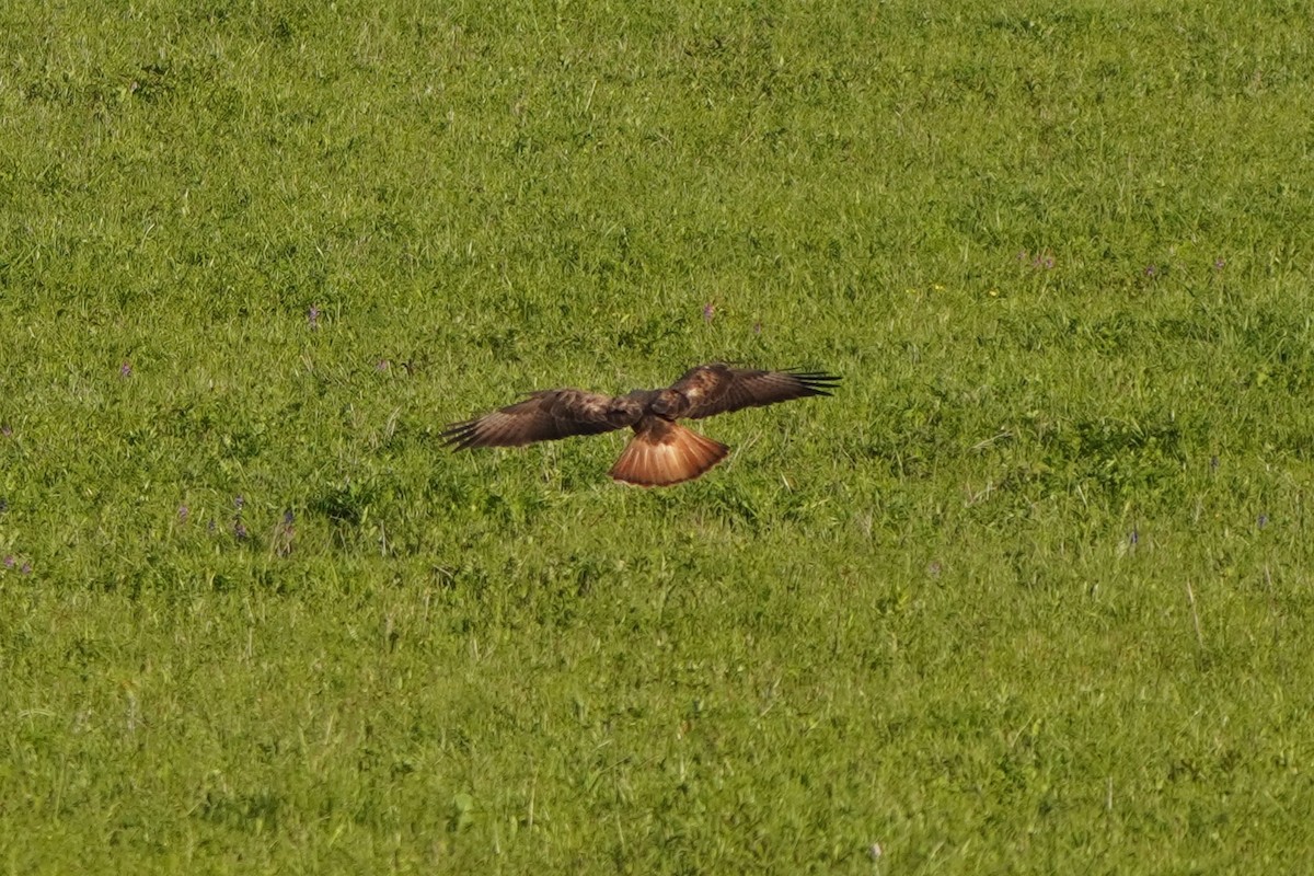 Busardo Moro - ML647227035