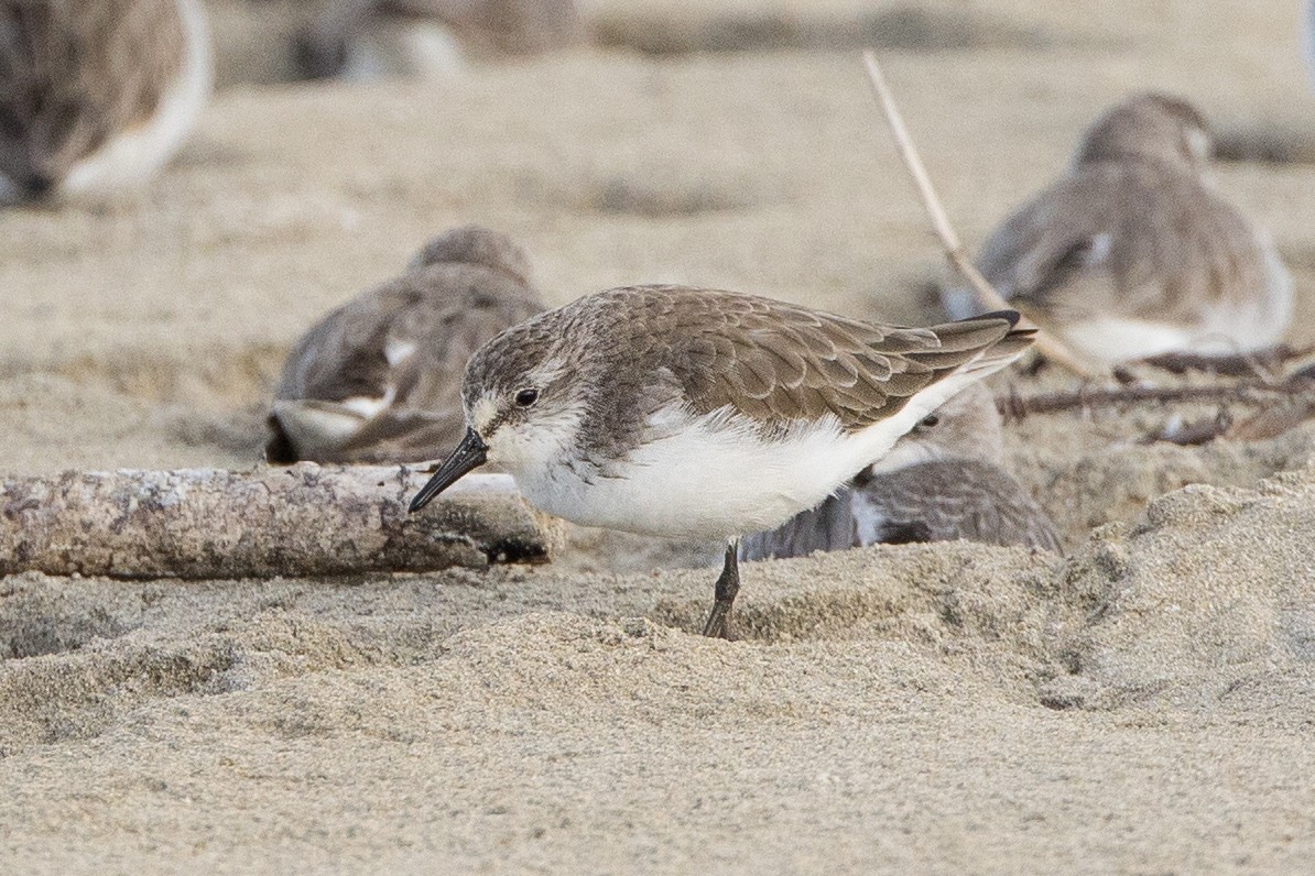 Semipalmated Sandpiper - ML647227038