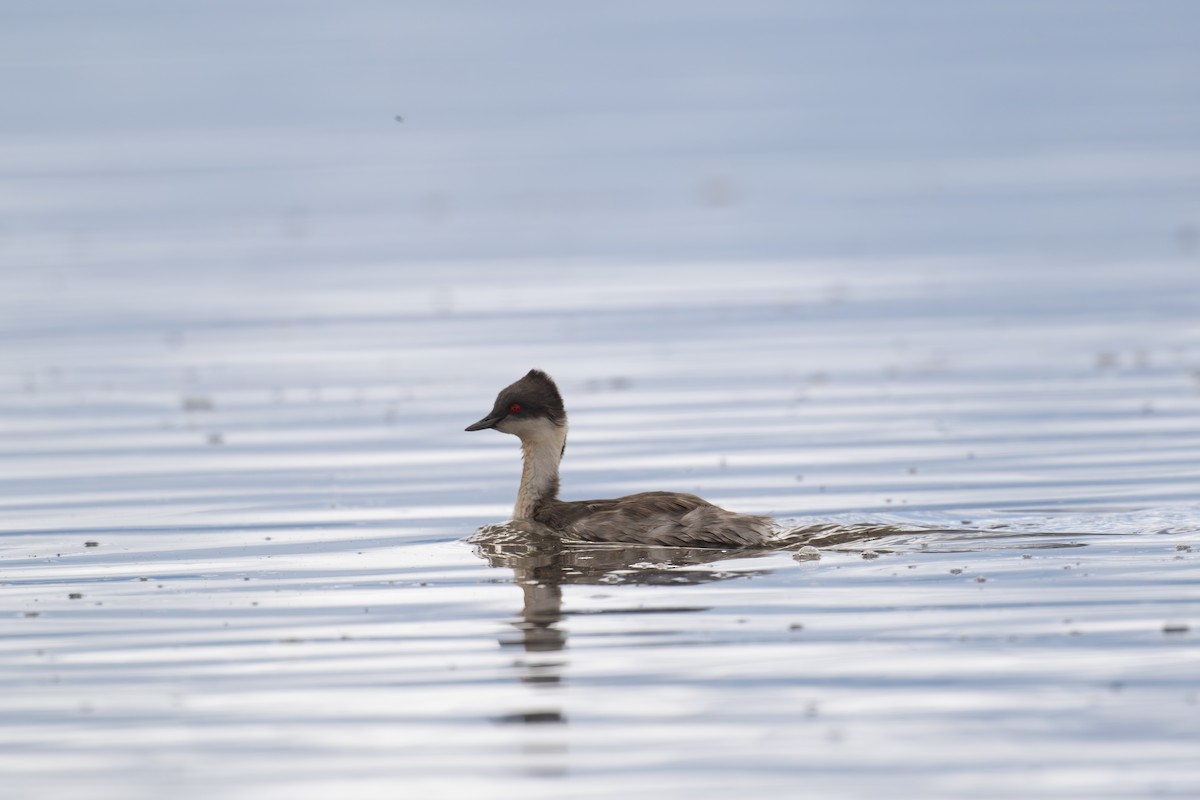 Silvery Grebe - ML647227042