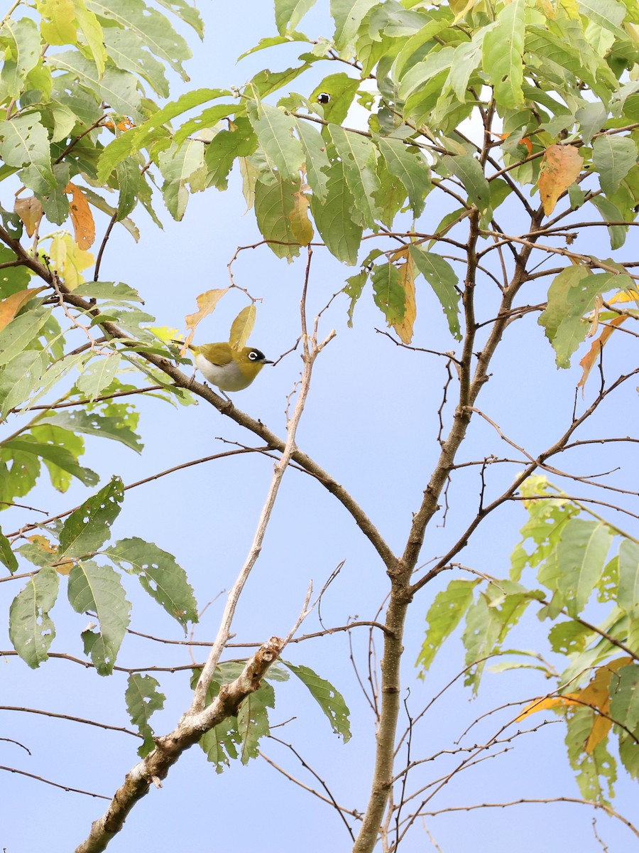 Black-crowned White-eye - ML647227054