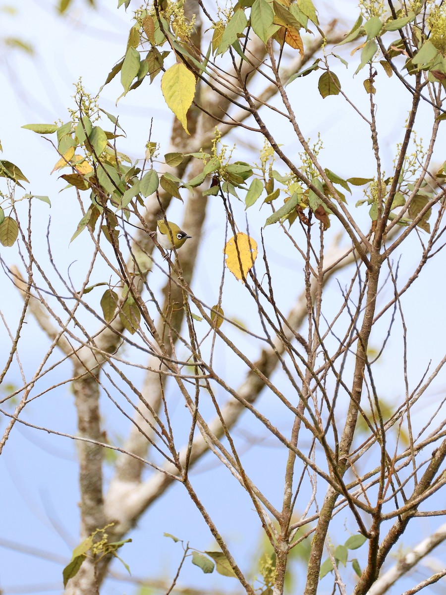 Black-crowned White-eye - ML647227055