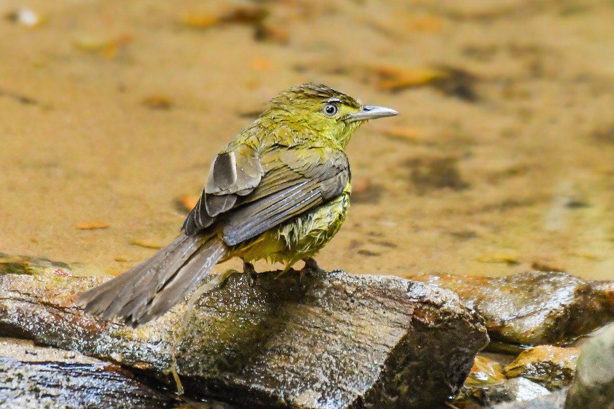 Cachar Bulbul - ML647227067