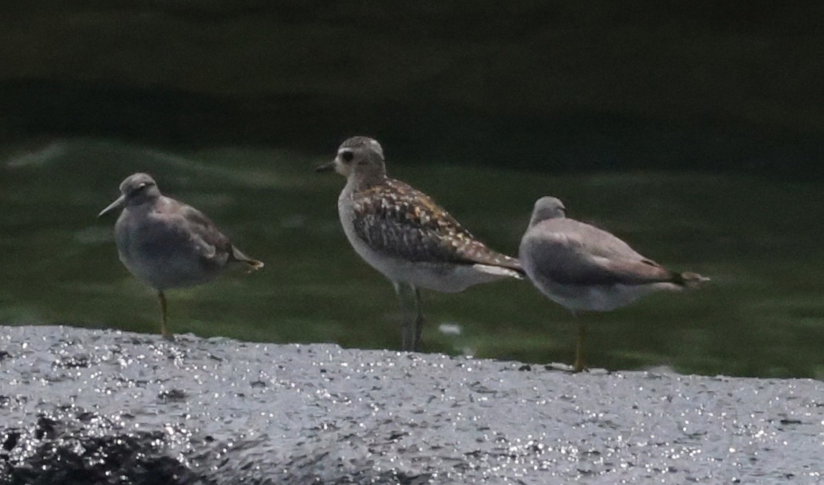 kulík pacifický - ML647227070