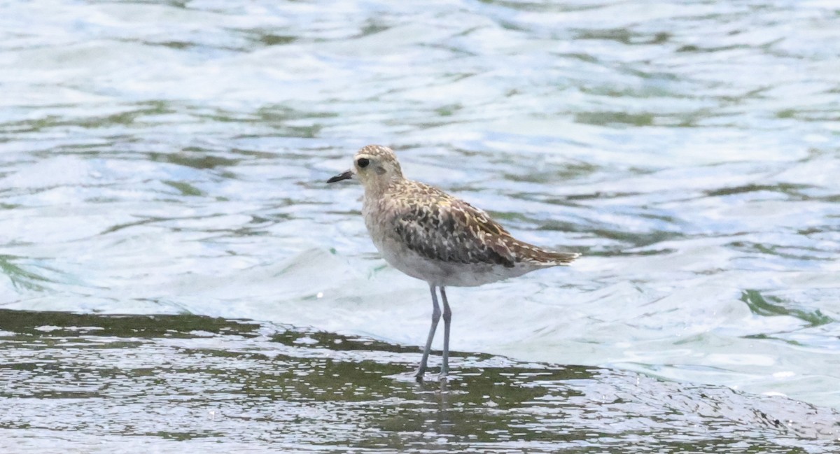 kulík pacifický - ML647227071