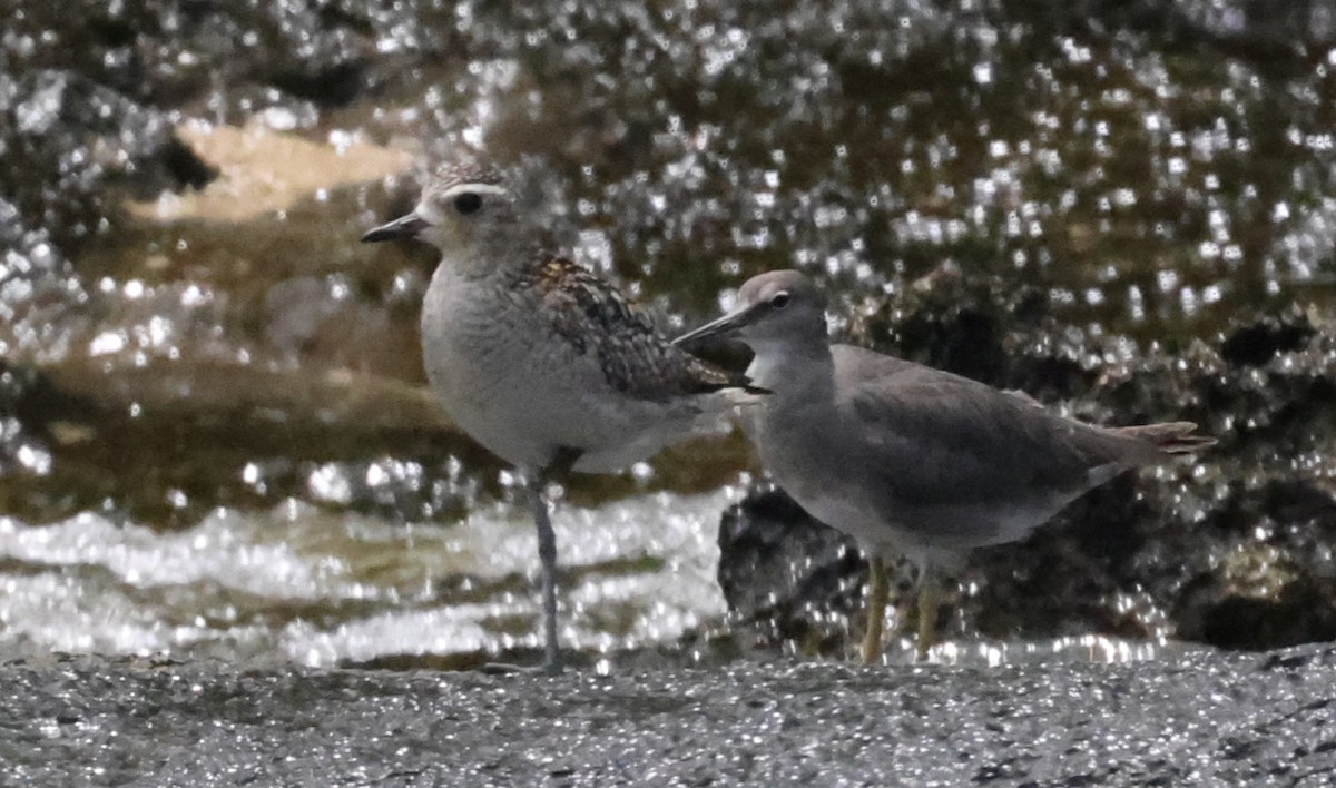 kulík pacifický - ML647227072