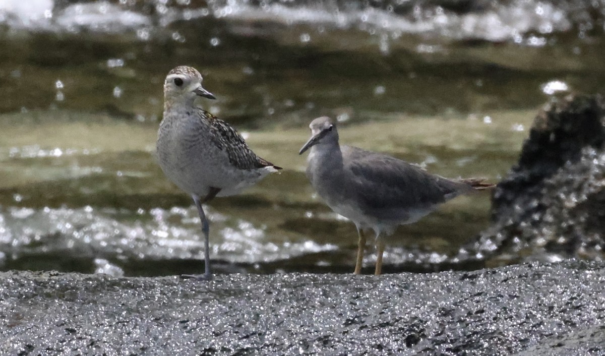 kulík pacifický - ML647227073